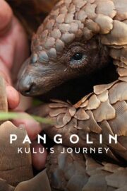 Pangolin: Kulu’nun Yolculuğu Türkçe Dublaj izle