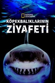 Köpekbalıklarının Ziyafeti 2019 Great Shark Chow Down izle